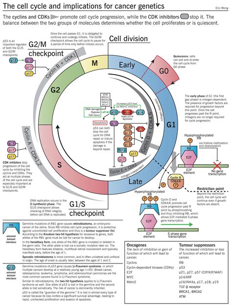 Pin on Project 8- Cell Cycle