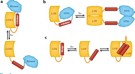 [PDF] The evolution of flavin-binding photoreceptors: an ancient chromophore serving trendy blue ...