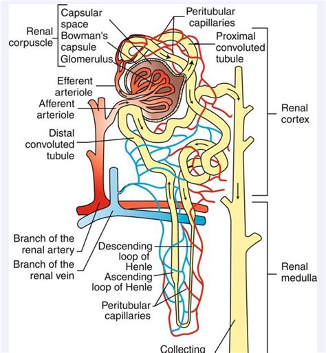 Easy Draw And Label Nephron Kidney Anatomy Labeled Cross Section View | Images and Photos finder