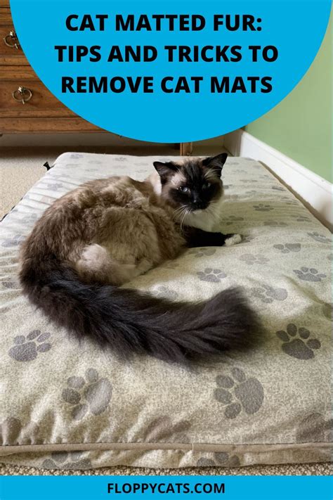 Cat Matted Fur: Tips & Tricks | Matted Cat Hair Solution | Matted cat fur, Cat mat, Cats