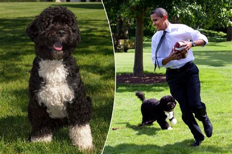 Obama Family Dog Bo Dies From Cancer, Michelle & Barack Obama Post ...