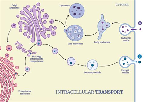 Intracellular Transport - Rethink Biology Notes - Cell Biology