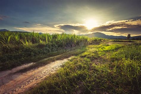 Sunset in the Farm stock photo. Image of meadow, scene - 163481086