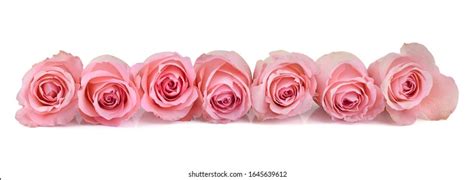 23,195 Row Roses Images, Stock Photos, 3D objects, & Vectors | Shutterstock