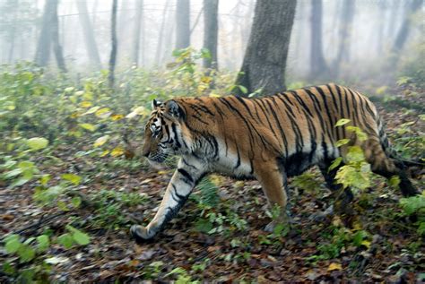 Timber firm could axe endangered Amur tiger habitat | WWF