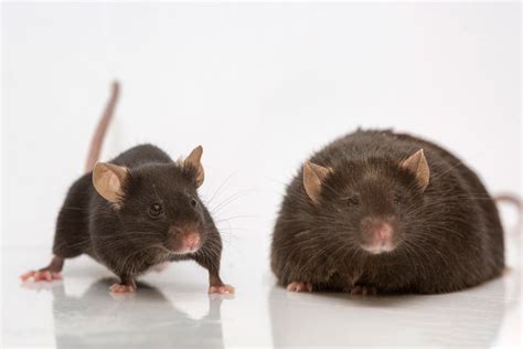 Scientists link lncRNA leptin with obesity – lncRNA Blog