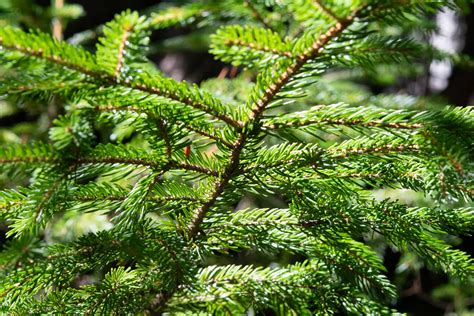 Abies balsamea (Balsam fir)