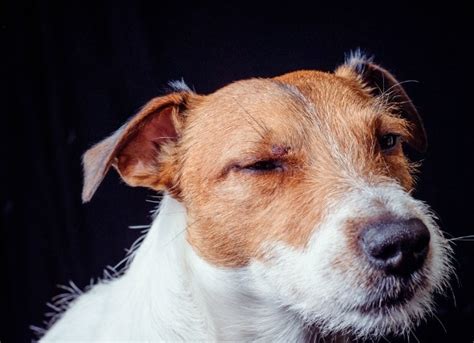 Eye Injuries in Dogs | PetMD