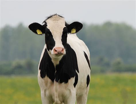 How to determine when a cow is in heat - Farm and Dairy