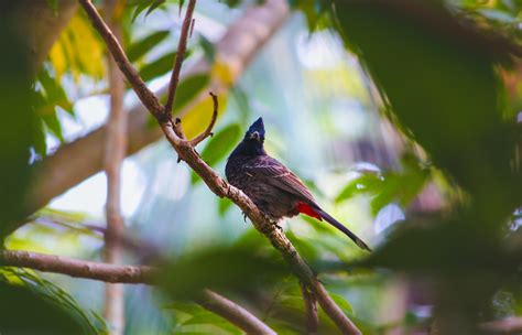 Green Bird · Free Stock Photo