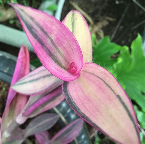 Tradescantia pallida variegata ‘Pink Stripes’ | Weird plants, Plants ...