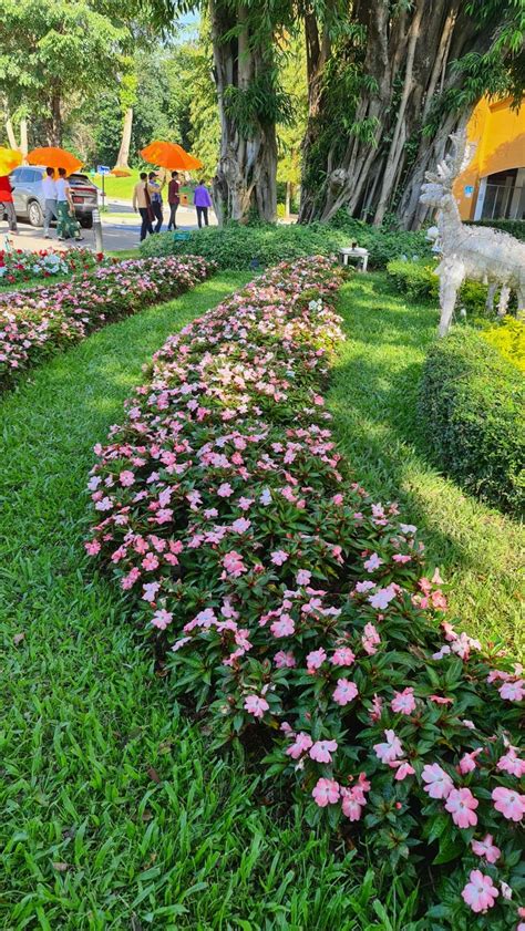 ดอยตุงเนรมิตสวนดอกไม้ “Heritage Winter Flower Blooms สีสันดอกไม้เมืองหนาว”