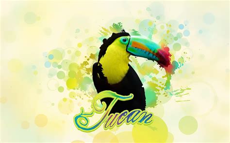 Toucan Wallpapers - Wallpaper Cave