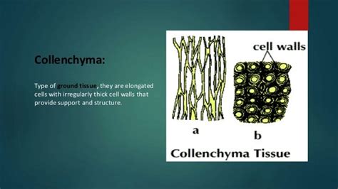 Structure, Development & Function of Collenchyma