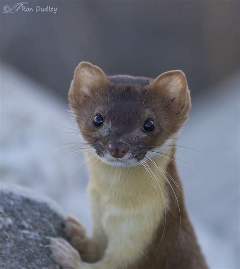 Close Encounter With A Long-tailed Weasel – Feathered Photography