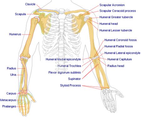 Appendicular Skeleton | Definition, Function & Anatomy - Lesson | Study.com