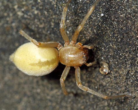 yellow sac spider bite pictures : Biological Science Picture Directory ...