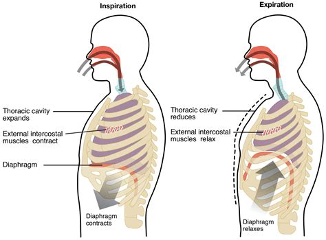 Paradoxical Breathing: Definition, Causes and Treatments | New Health Advisor