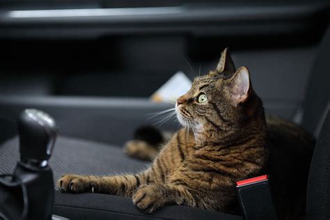 How to Travel with a Cat in a Car Long Distance (with a Litter Box)