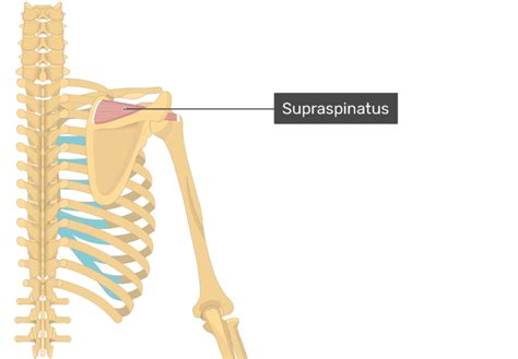 Supraspinatus Muscle Attachment