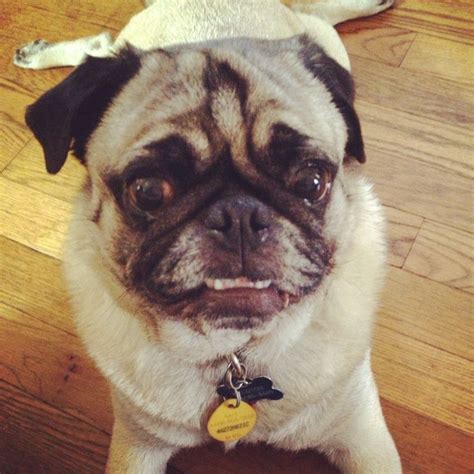 Smiling pug | Pug Friendzy | Pinterest