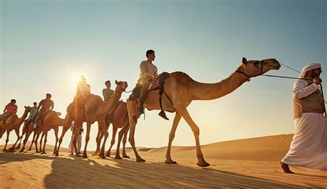 Camel Trekking Tour Abu Dhabi - Desert Rose Tourism, Abu Dhabi, UAE