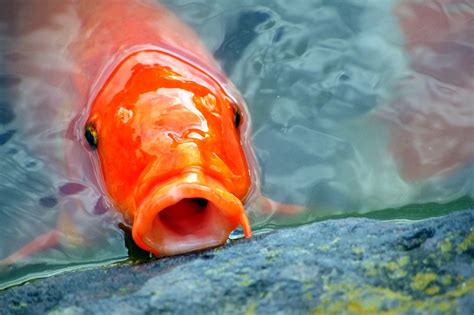 Carp Japan Fish Aquarium · Free photo on Pixabay