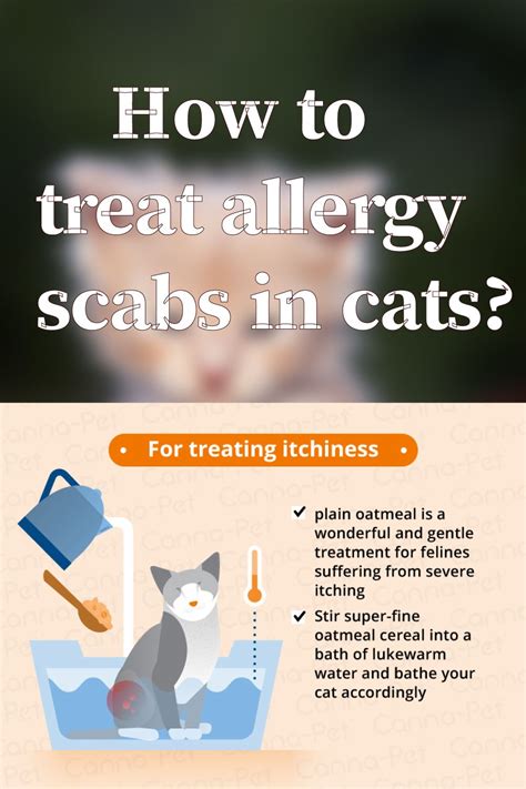 Herbal Remedies For Cats With Allergies - HERBAL REMEDIES