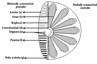 What Is The Storage Product Of Diatoms