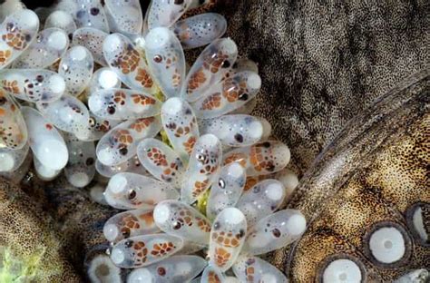 What Octopus Eggs Look Like When They're Hatching Is Straight Out Of A Sci-Fi Movie