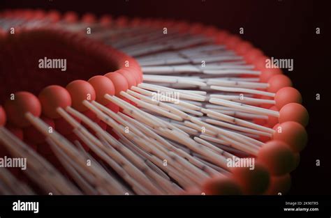 Lipid bilayer or phospholipid bilayer. 3D rendering Stock Photo - Alamy