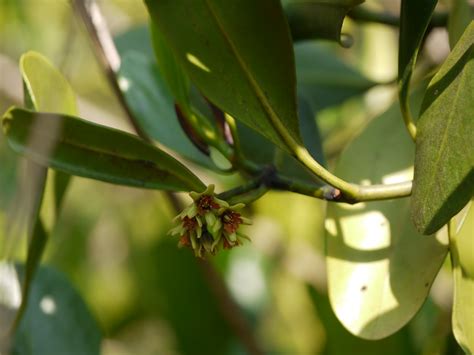 Panri-k-kutti (Tamil: பன்றிக்குத்தி) | Rhizophoraceae (Burma… | Flickr