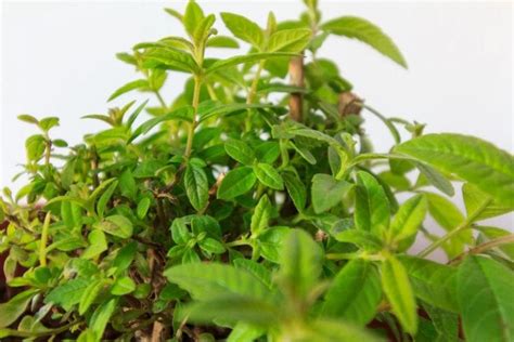 4 Mexican Oregano Substitutes You Didn’t Know About