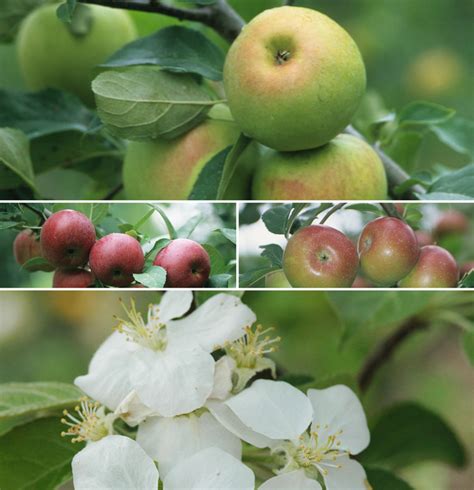 Malus domestica 'Multiple Varieties' Multiple Varieties of Apple ...