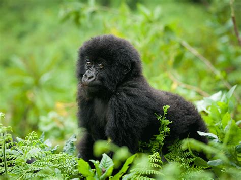 Rwanda Safaris, Tours & Holidays | Wilderness Explorers Africa