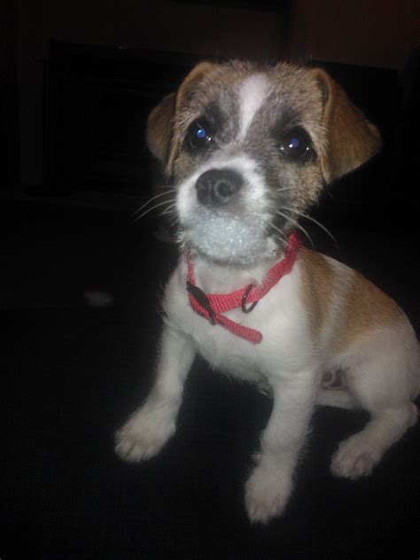 My pup Tilly - Happy with the remainder of her toy in her mouth! | Pup ...