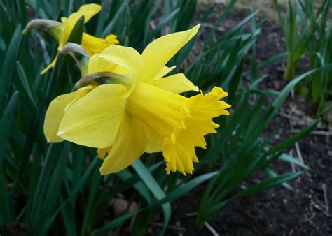 Daffodil | Description, Narcissus, Plant, Flower, Bulb, & Facts ...