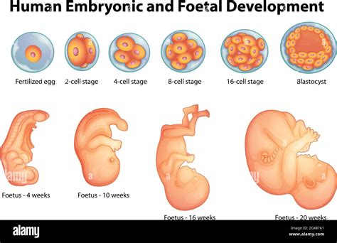 Stages in human embryonic development Stock Vector Image & Art - Alamy