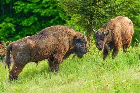 European Bison, the foodies of the wild — Rewilding Europe