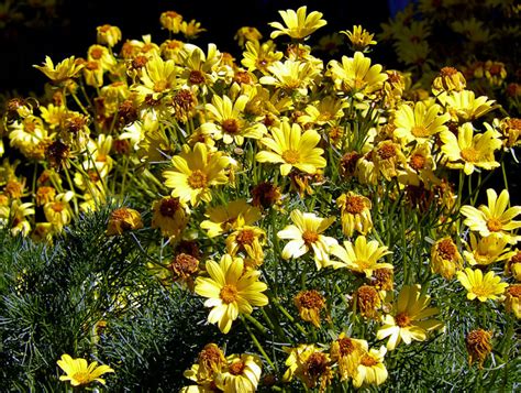 Coreopsis Plant : How to grow and care Coreopsis | Growing Tickseed - Naturebring