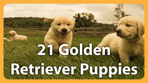 21 Adorable Golden Retrievers Puppies Play in a Field - YouTube