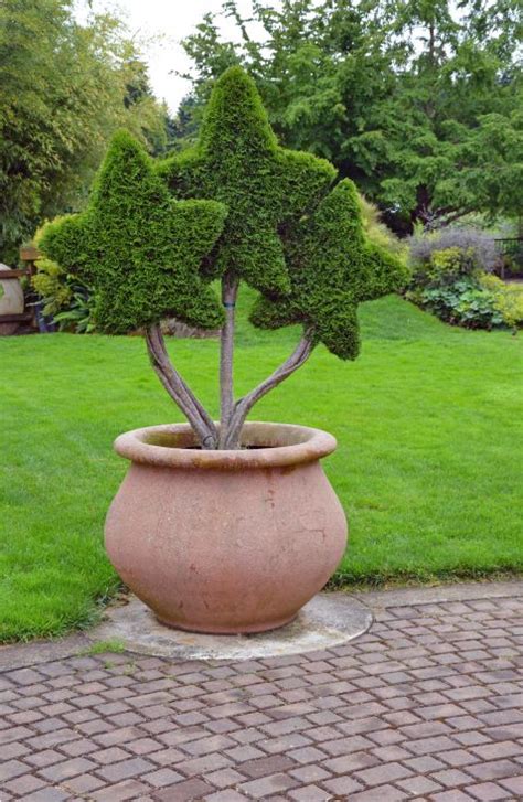 Potted topiary plants in the shape of stars Topiary Plants, Topiary Garden, Topiary Trees ...