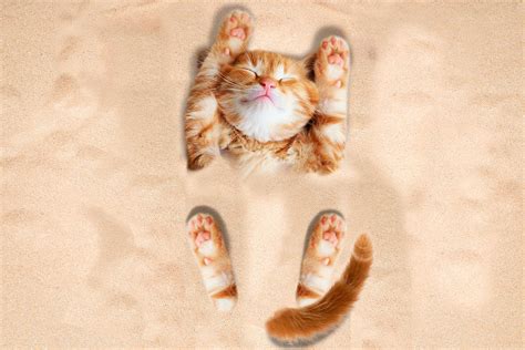 Cute happy cat playing in the sand Photograph by Johnnie Art - Fine Art America