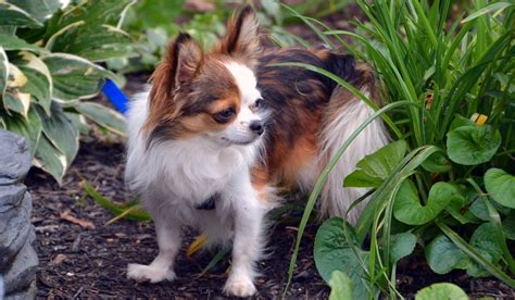 Is Mulch Safe For Dogs? - Your DIY Backyard