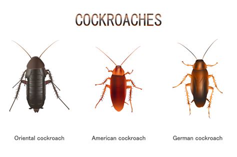 Control cockroach in Vancouver area with these techniques