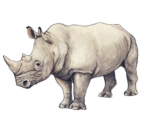 Rhino by silvercrossfox on DeviantArt | Rhino art, Rhino illustration ...