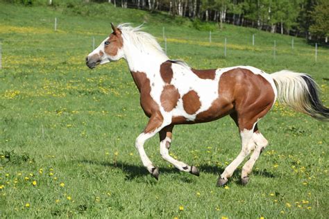 15 Breathtaking Images of Paint Horses