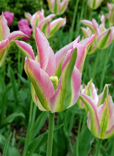 Green Tulips | Garden Housecalls