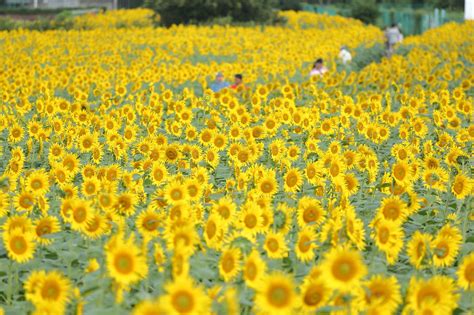 Kiyose Sunflower Festival 2021: Don’t Miss the Largest Sunflower Field ...