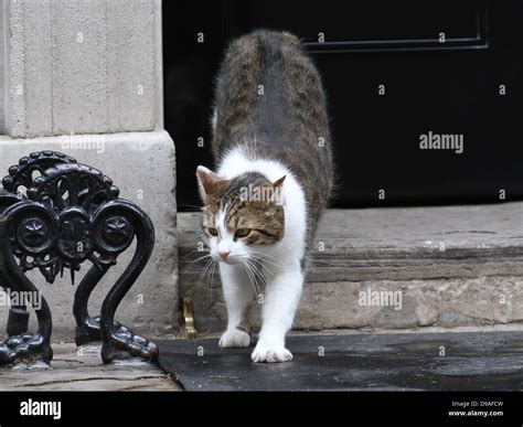 LARRY THE 10 DOWNING STREET CAT 16 June 2013 10 DOWNING STREET LONDON ...